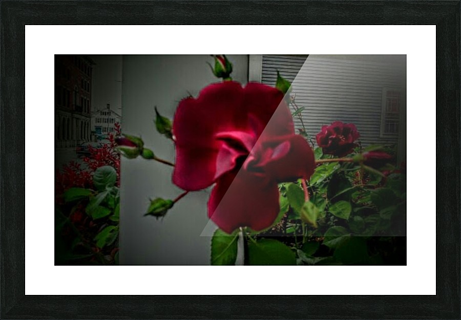 Deep Dark Within Red Point Rose. Picture Frame print