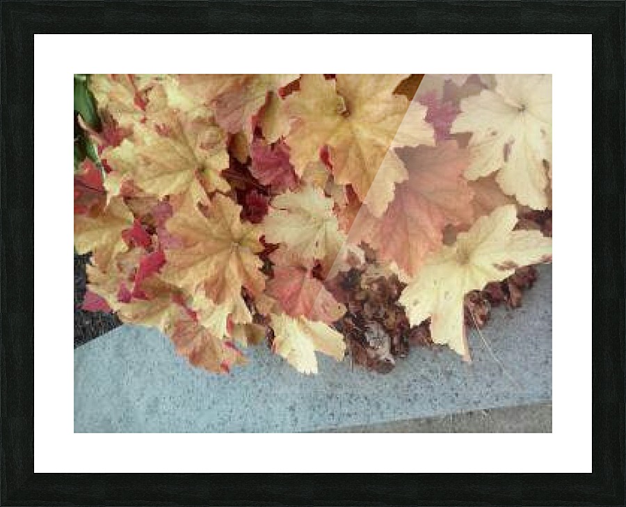 The Side Way Golden Leafs. Picture Frame print