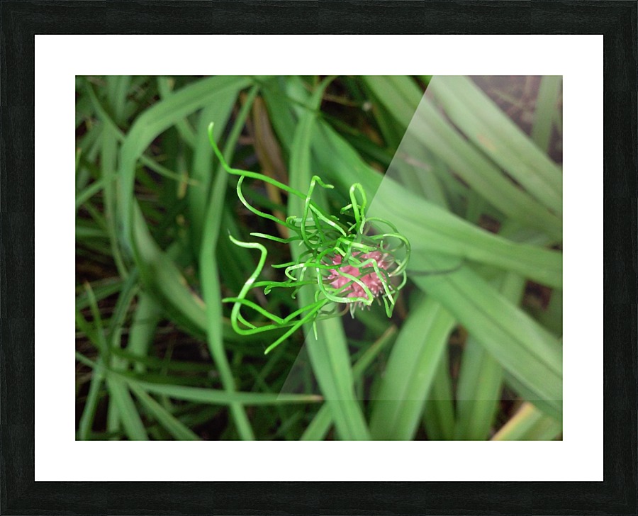 The Swirl World Plant. Picture Frame print