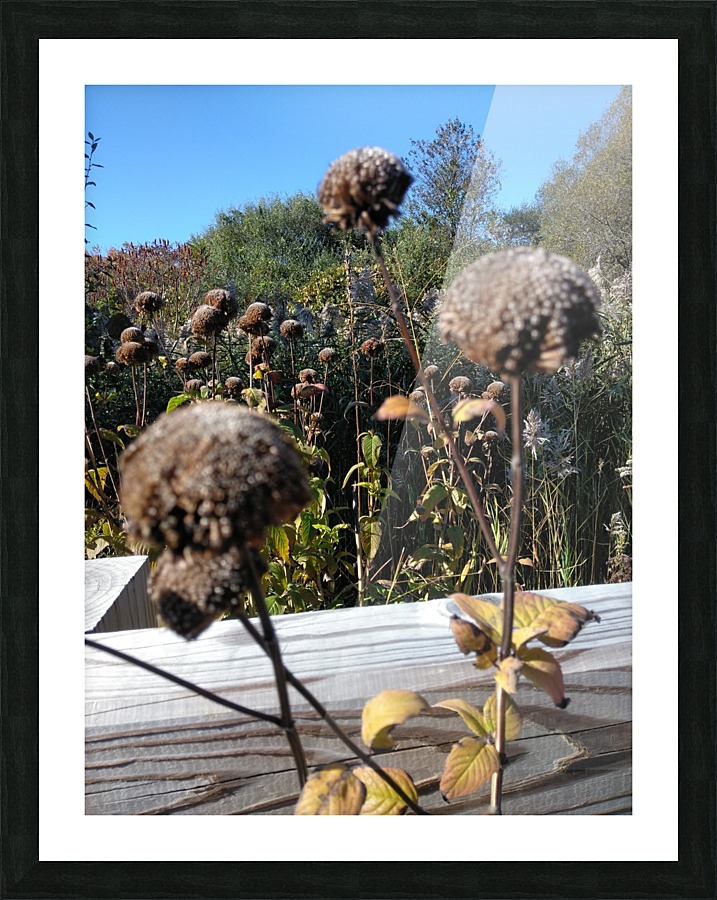 Brown Dried Zone. Picture Frame print