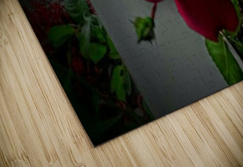 Deep Dark Within Red Point Rose. Michelle Ramos puzzle