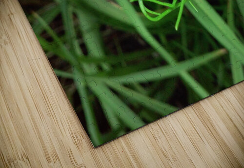 The Swirl World Plant. Michelle Ramos puzzle