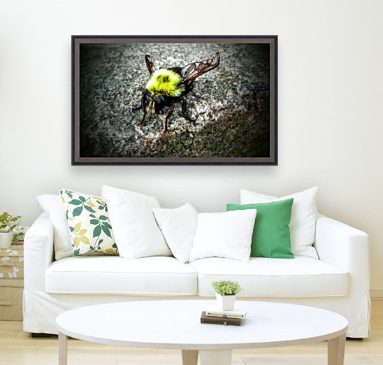 The Golden Bumble Bee. Reproduction