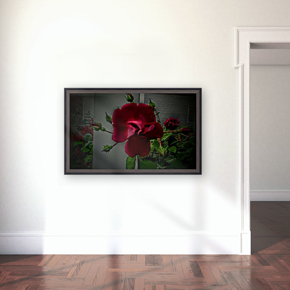 Deep Dark Within Red Point Rose. Reproduction