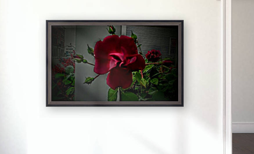 Deep Dark Within Red Point Rose. by Michelle Ramos