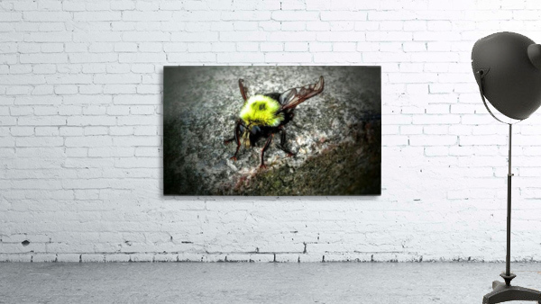 The Golden Bumble Bee. Wall Preview
