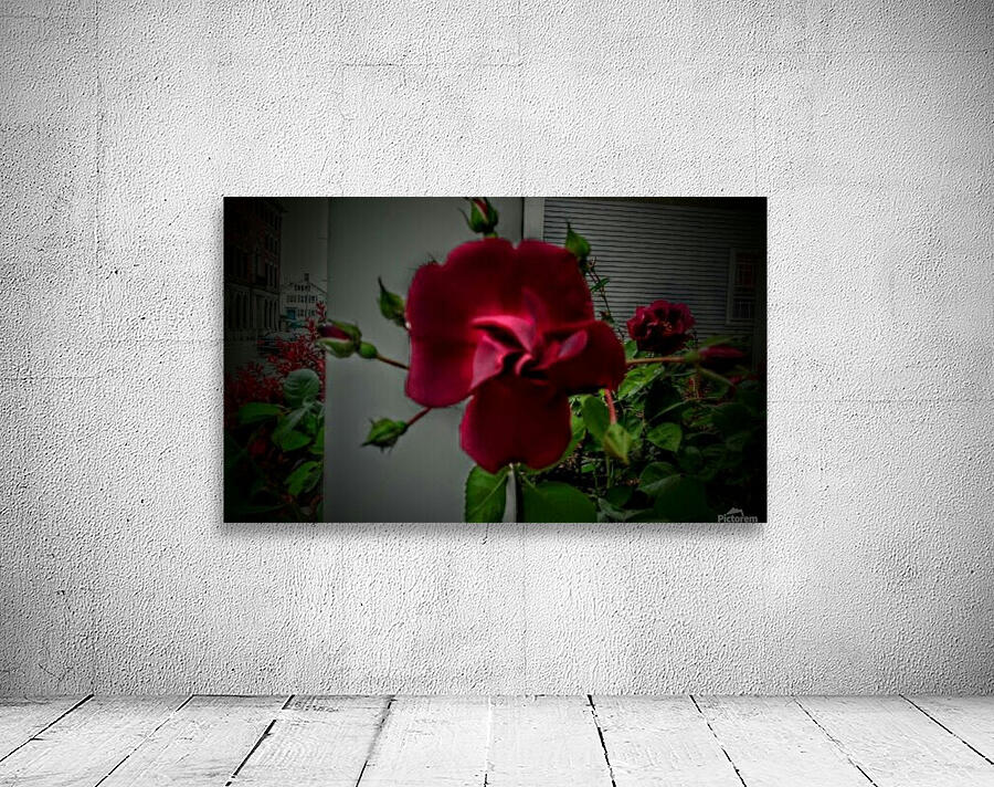 Deep Dark Within Red Point Rose. Wall Preview