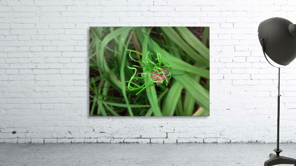 The Swirl World Plant. Wall Preview