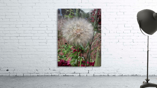 Dandy Lion 2 Wall Preview
