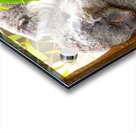 Koala 1_00013 Acrylic print