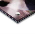 Panda 4_00018 Acrylic print