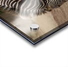 Zebra 2_00025 Acrylic print