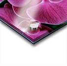 Orchid_00011 Acrylic print