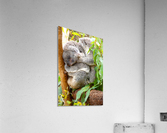 Koala 1_00013 Acrylic Print
