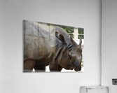 Rhino 1_00021 Acrylic Print