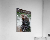 Seal_00023 Acrylic Print
