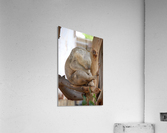 Koala 2_00014 Acrylic Print