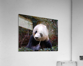 Panda 3_00017 Acrylic Print
