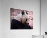 Panda 4_00018 Acrylic Print