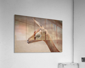 DSC_0293_00005 Acrylic Print