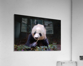 Panda 1_00015 Acrylic Print