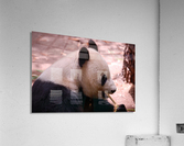 Panda 5_00019 Acrylic Print