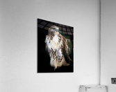Hawk 01_00011 Acrylic Print