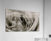 Rose04_00033 Acrylic Print