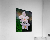 Orchid_00007 Acrylic Print