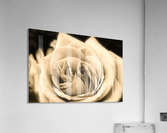 Rose02_00002 Acrylic Print