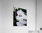 Orchid_00012 Acrylic Print