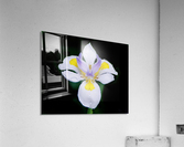 Orchid_00010 Acrylic Print