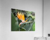 Flower Mix 07 Acrylic Print