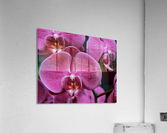 Orchid_00011 Acrylic Print