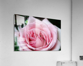 Rose03_00003 Acrylic Print