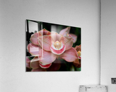 Orchid_00004 Acrylic Print