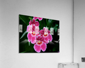 Orch05_00005 Acrylic Print
