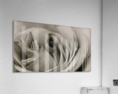 Rose04_00004 Acrylic Print