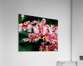 Flower Mix 02 Acrylic Print