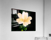 Flower Mix 16 Acrylic Print