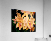 Orchid_00002 Acrylic Print