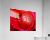 Rose05_00005 Acrylic Print