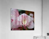 Orchid_00013 Acrylic Print