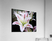 Flower Mix 03 Acrylic Print