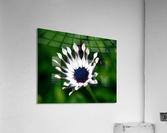 Flower Mix 08 Acrylic Print