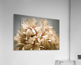 Flower Mix 17 Acrylic Print