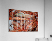 Shrimp  Acrylic Print