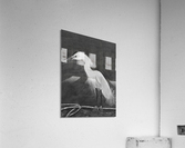 Snowy Egret Acrylic Print