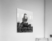 Gyrfalcon Acrylic Print