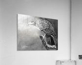 Harris’s Hawk  Acrylic Print